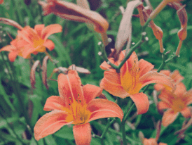 flowers in the garden