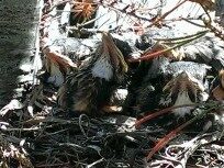 The Robins Flew The Coop, Stone Chalet Bed and Breakfast Inn and Event Center